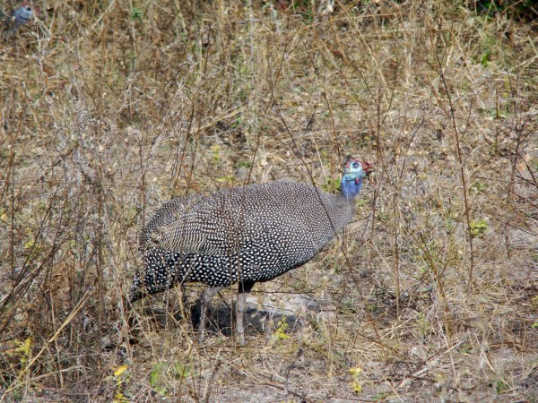 Photo (19): Helmeted Guineafowl