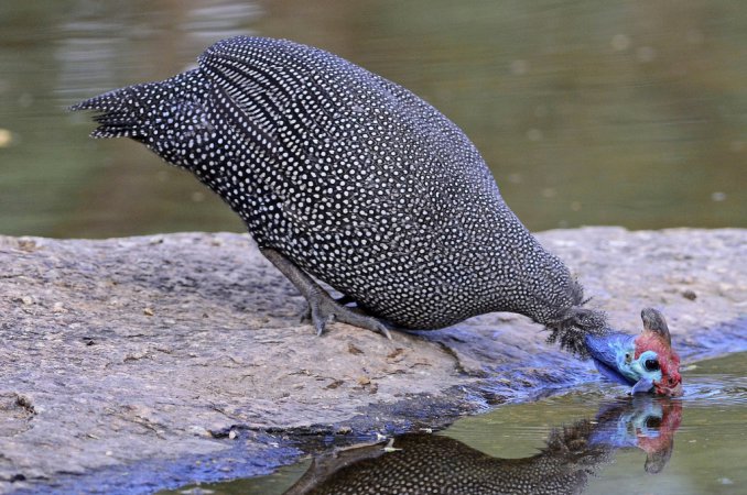 Photo (5): Helmeted Guineafowl