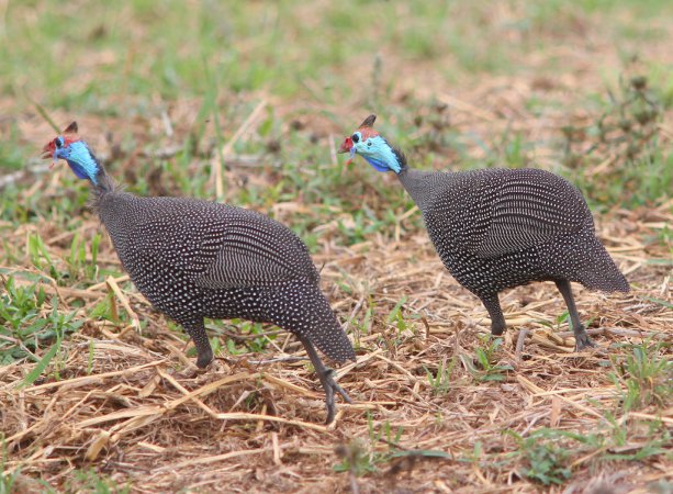 Photo (3): Helmeted Guineafowl