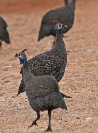 Photo (20): Helmeted Guineafowl