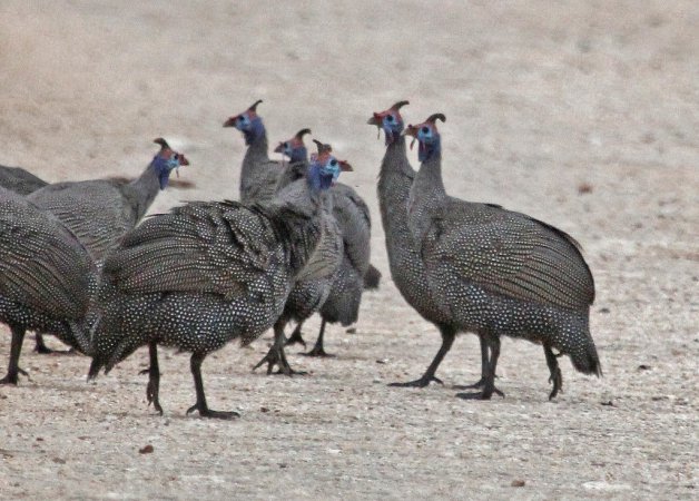Photo (12): Helmeted Guineafowl