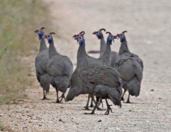 Photo (10): Helmeted Guineafowl