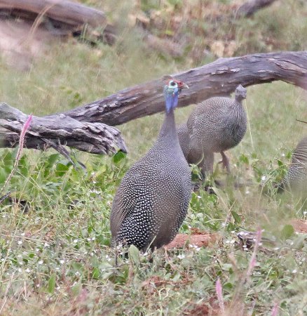 Photo (18): Helmeted Guineafowl