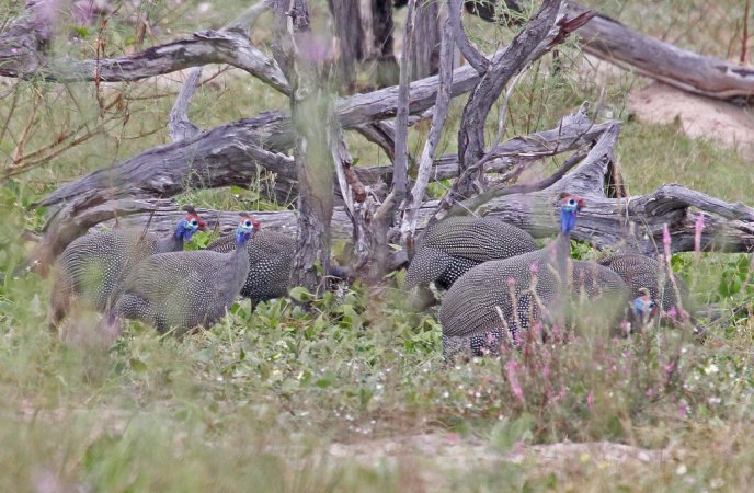 Photo (6): Helmeted Guineafowl