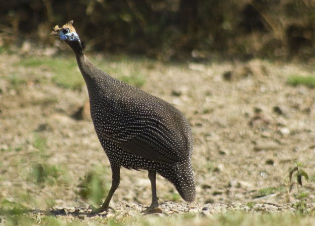 Photo (11): Helmeted Guineafowl