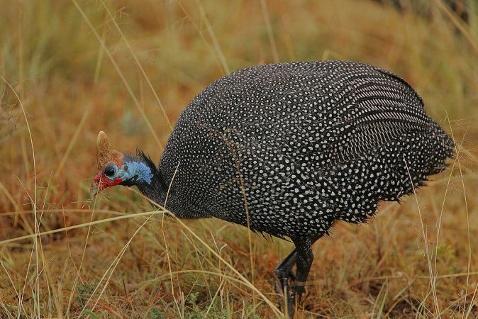 Photo (1): Helmeted Guineafowl