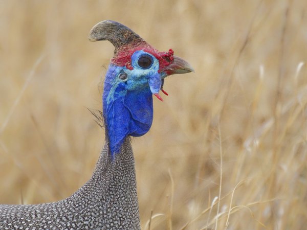 Photo (7): Helmeted Guineafowl