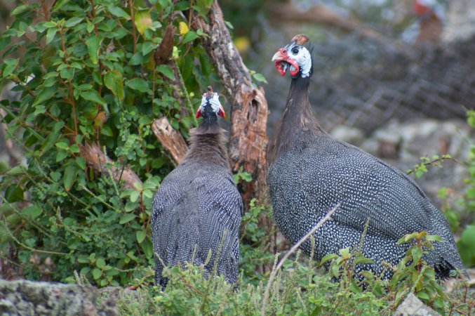 Photo (13): Helmeted Guineafowl