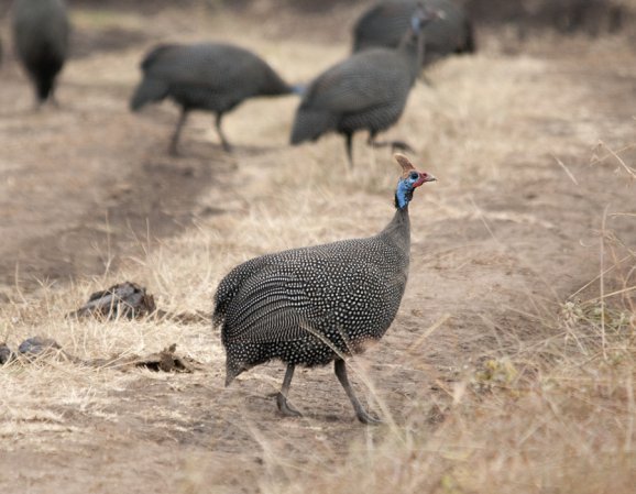 Photo (15): Helmeted Guineafowl
