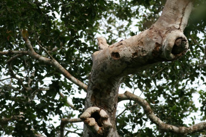 Photo (8): Great Potoo