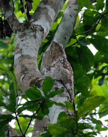 Photo (2): Great Potoo
