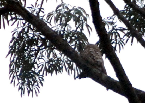 Photo (7): Great Potoo