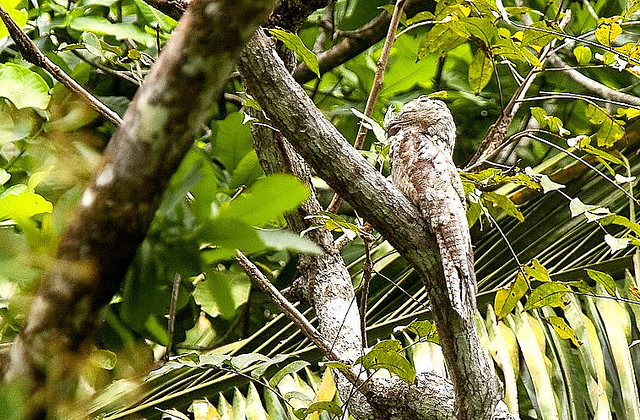 Photo (5): Great Potoo