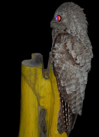 Photo (6): Great Potoo