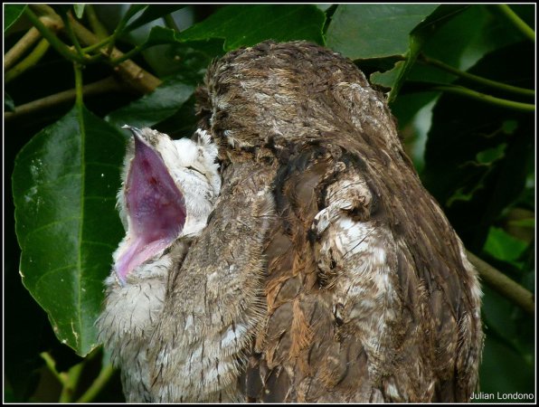 Photo (21): Common Potoo