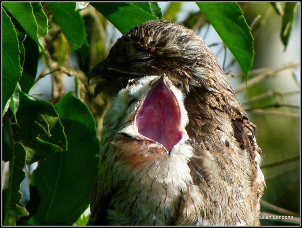 Photo (18): Common Potoo