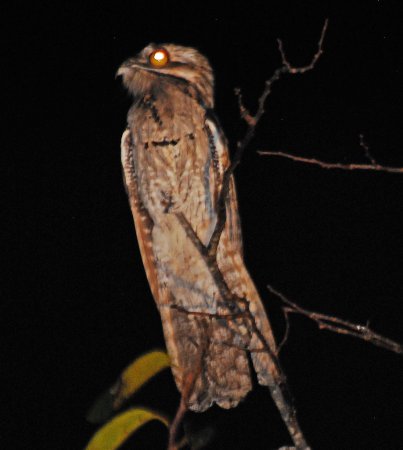 Photo (2): Northern Potoo