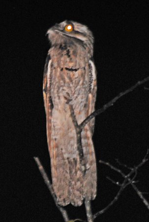 Photo (3): Northern Potoo