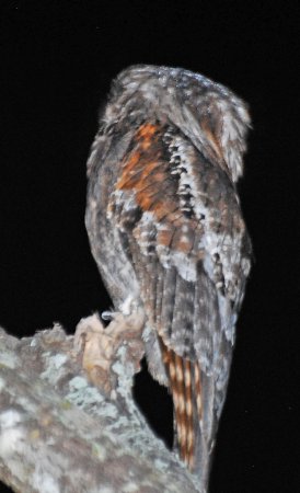 Photo (4): Northern Potoo