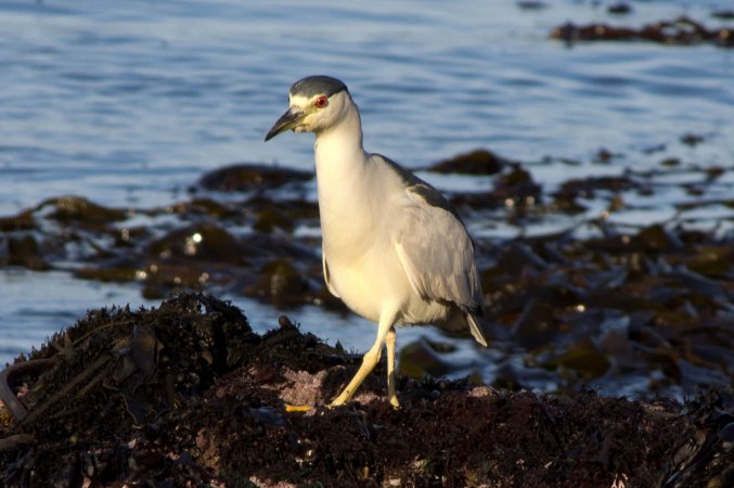 Photo (3): Black-crowned Night-Heron