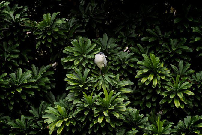 Photo (14): Black-crowned Night-Heron