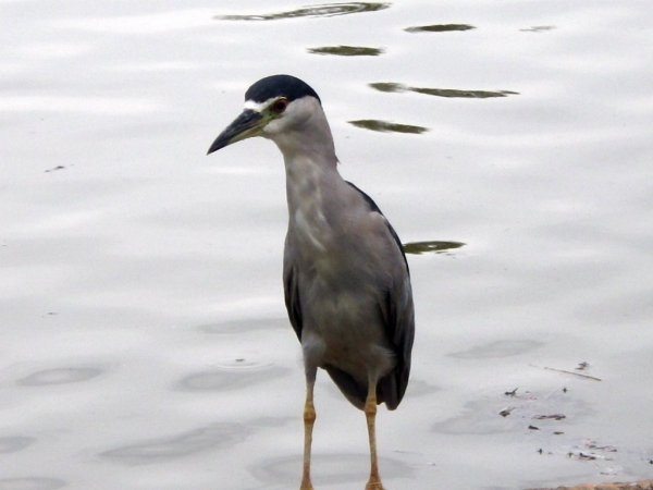 Photo (9): Black-crowned Night-Heron