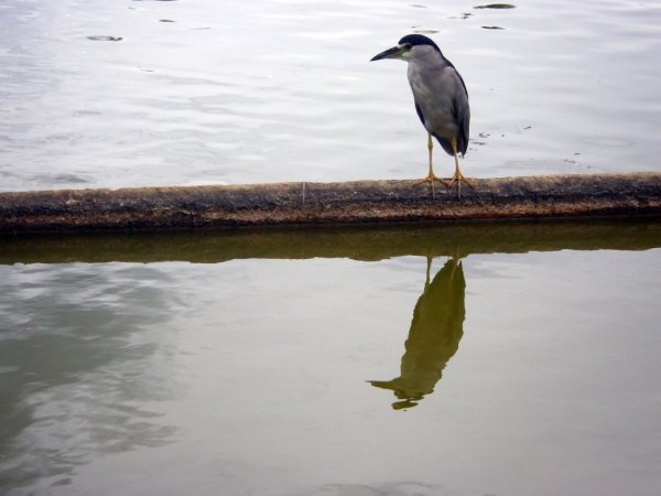 Photo (11): Black-crowned Night-Heron