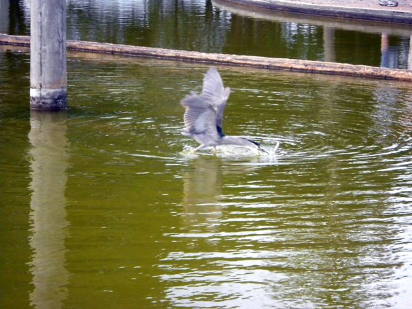 Photo (15): Black-crowned Night-Heron