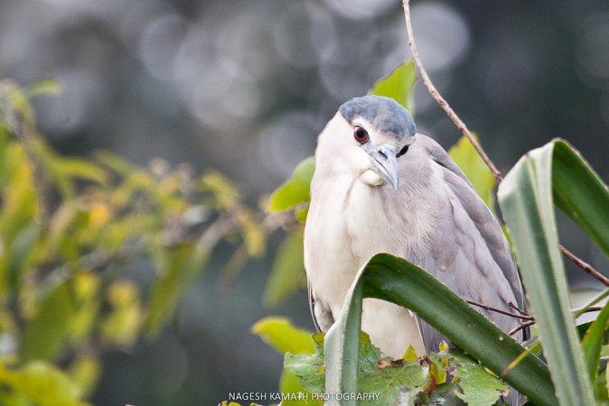 Photo (13): Black-crowned Night-Heron