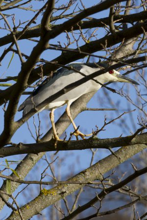 Photo (4): Black-crowned Night-Heron