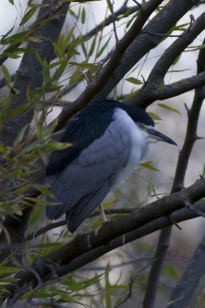 Photo (10): Black-crowned Night-Heron