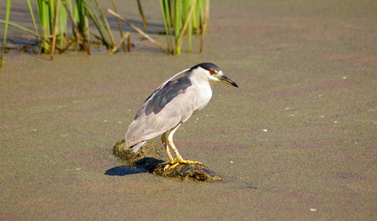 Photo (2): Black-crowned Night-Heron