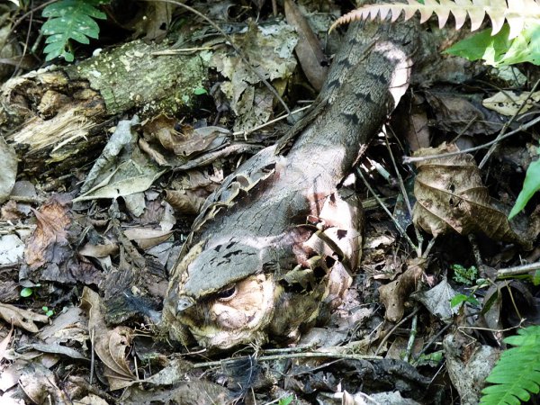 Photo (9): Common Pauraque