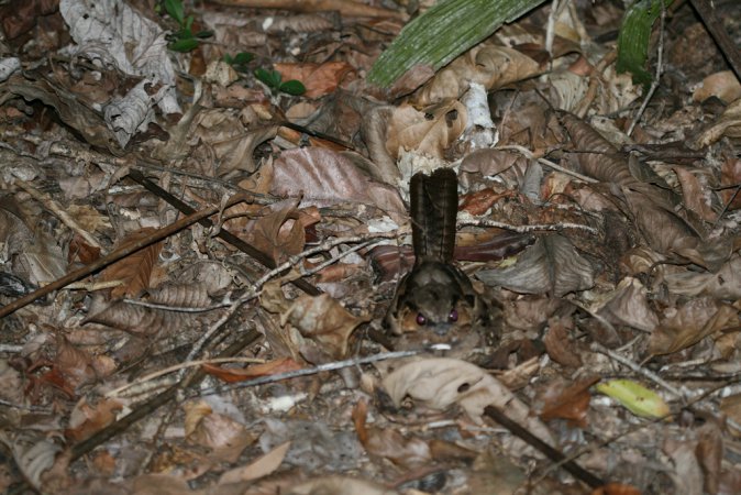 Photo (18): Common Pauraque