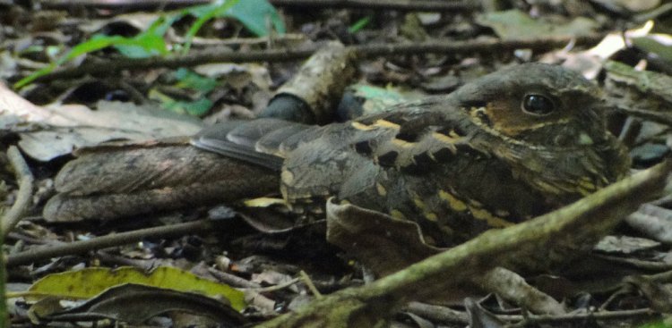 Photo (12): Common Pauraque