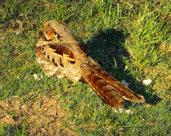Photo (17): Common Pauraque