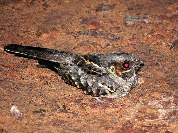 Photo (15): Common Pauraque