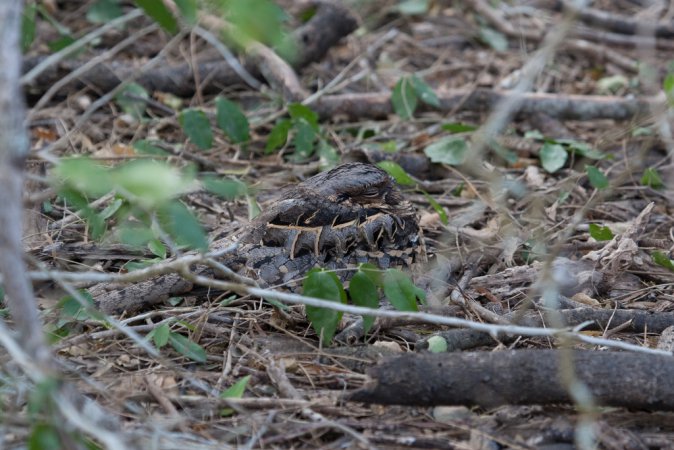 Photo (10): Common Pauraque