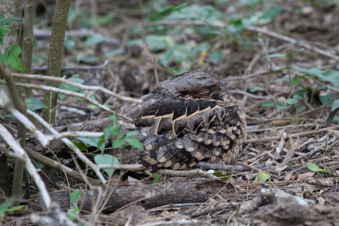 Photo (16): Common Pauraque
