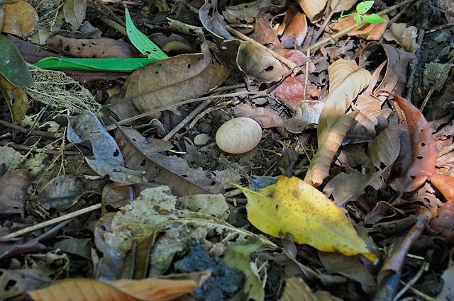 Photo (21): Common Pauraque