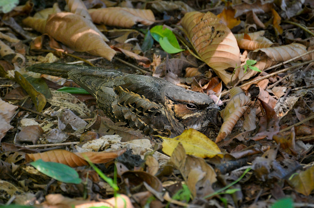 Photo (2): Common Pauraque