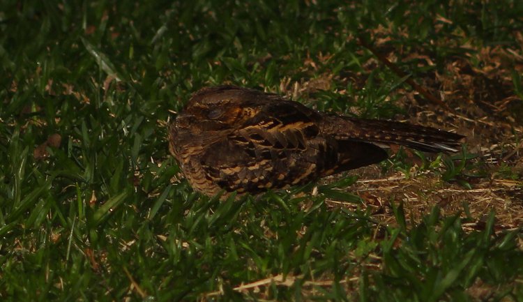 Photo (19): Common Pauraque