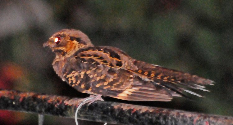 Photo (20): Common Pauraque