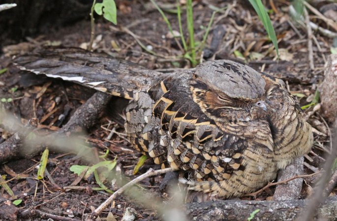 Photo (1): Common Pauraque