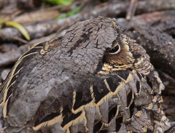 Photo (14): Common Pauraque