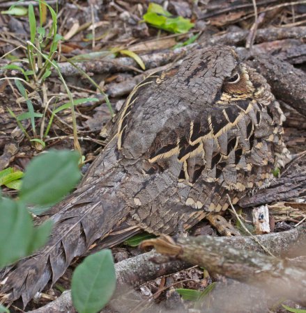Photo (6): Common Pauraque