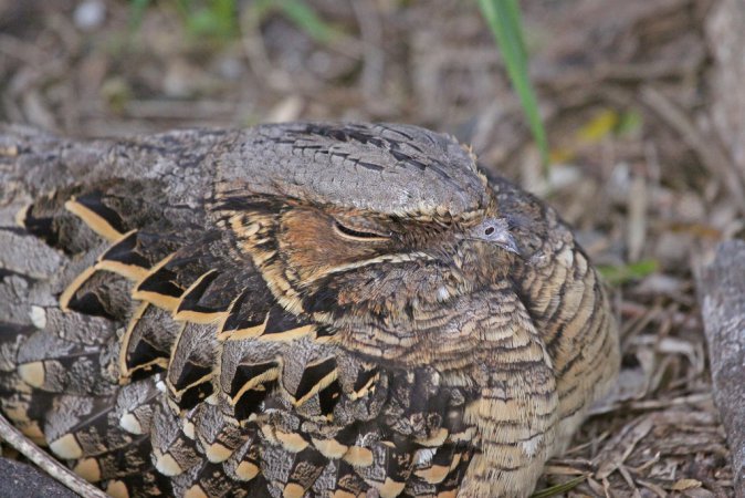 Photo (3): Common Pauraque