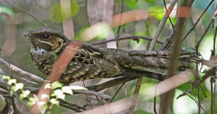 Photo (5): Common Pauraque
