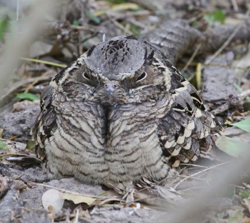 Photo (7): Common Pauraque