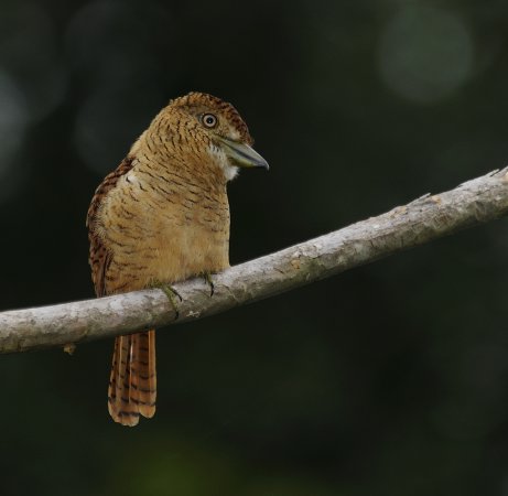 Photo (1): Barred Puffbird